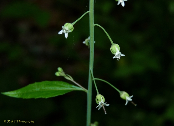 {Boechera canadensis}